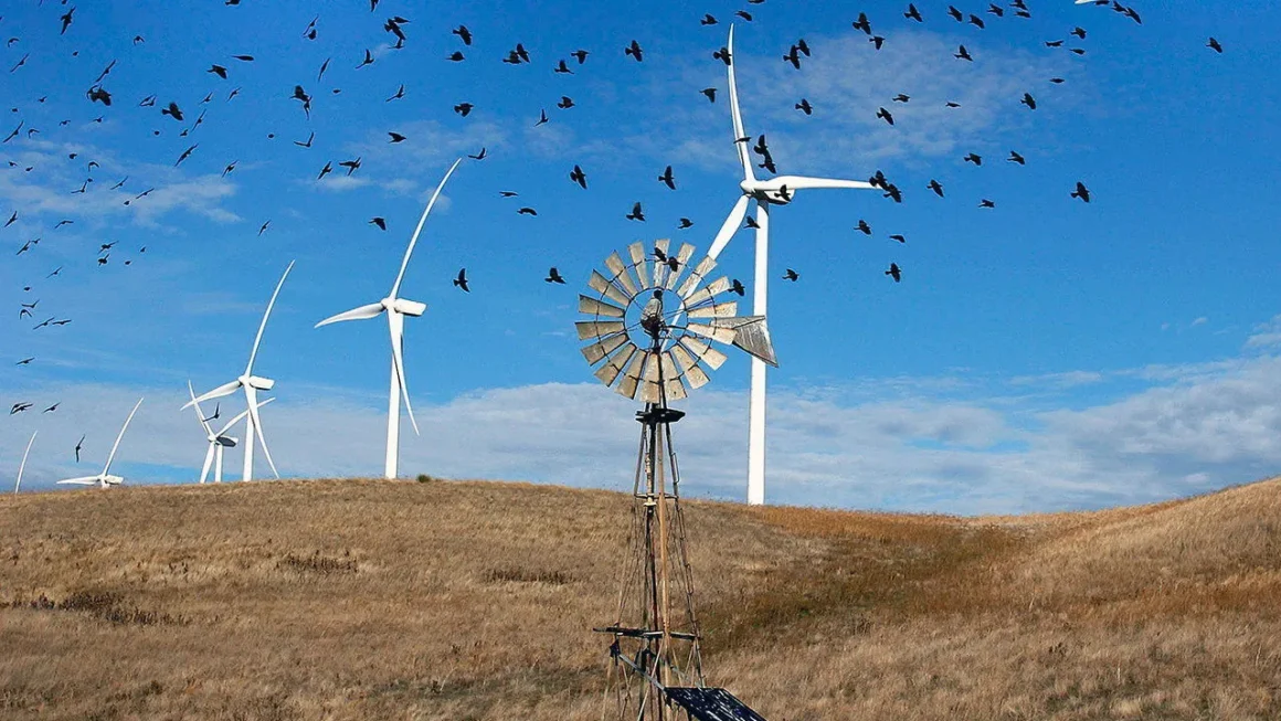 Do windmills kill birds​? The Truth About Wind Turbines and Bird Safety