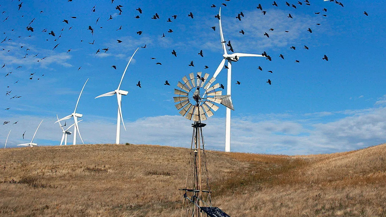 do windmills kill birds​