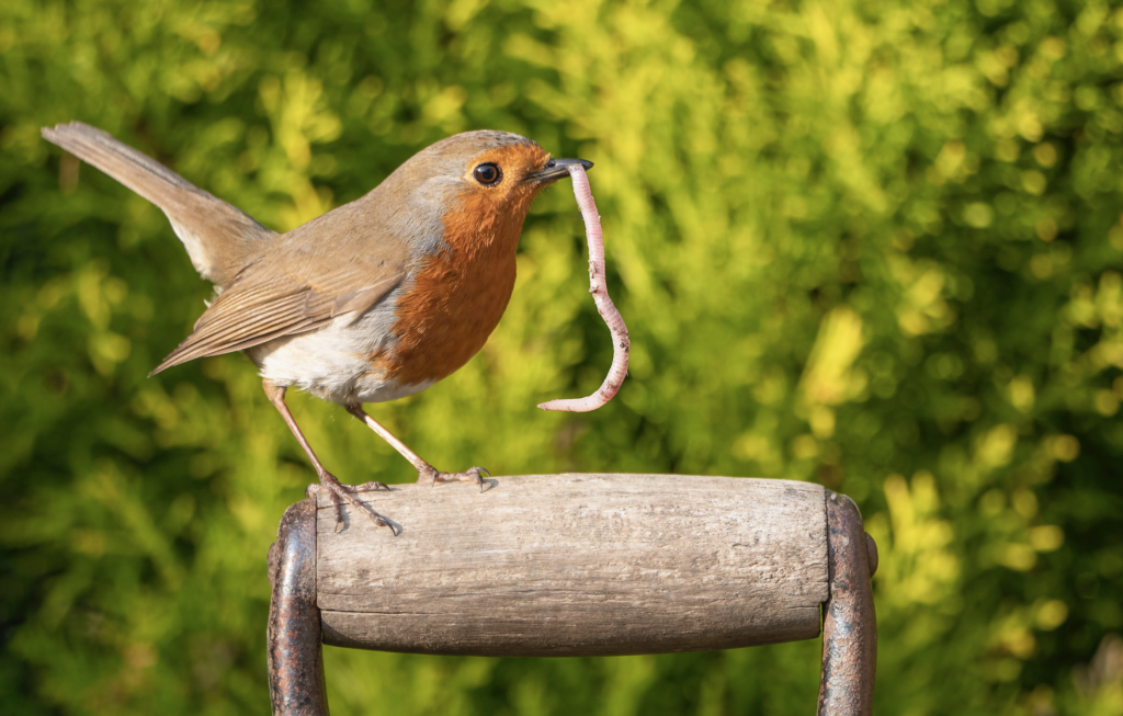 Do robin birds eat plants​? Here’s What You Need to Know!