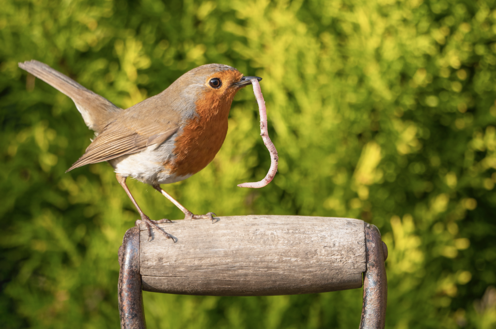 do robin birds eat plants​