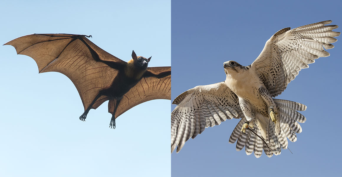 did bats evolve flight separately from birds​