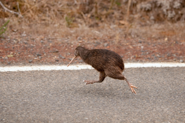 Do kiwi birds have wings​? Uncovering the Mystery of These Unique Creatures