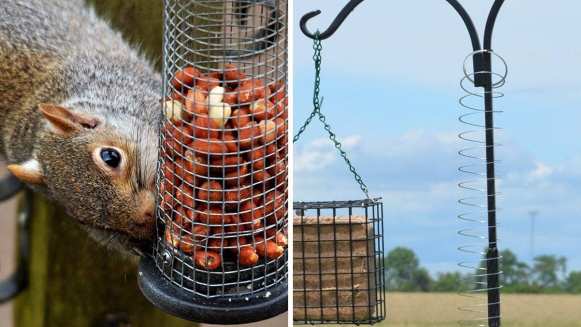 How to keep squirrels out of bird feeders​: Simple and Effective Tips