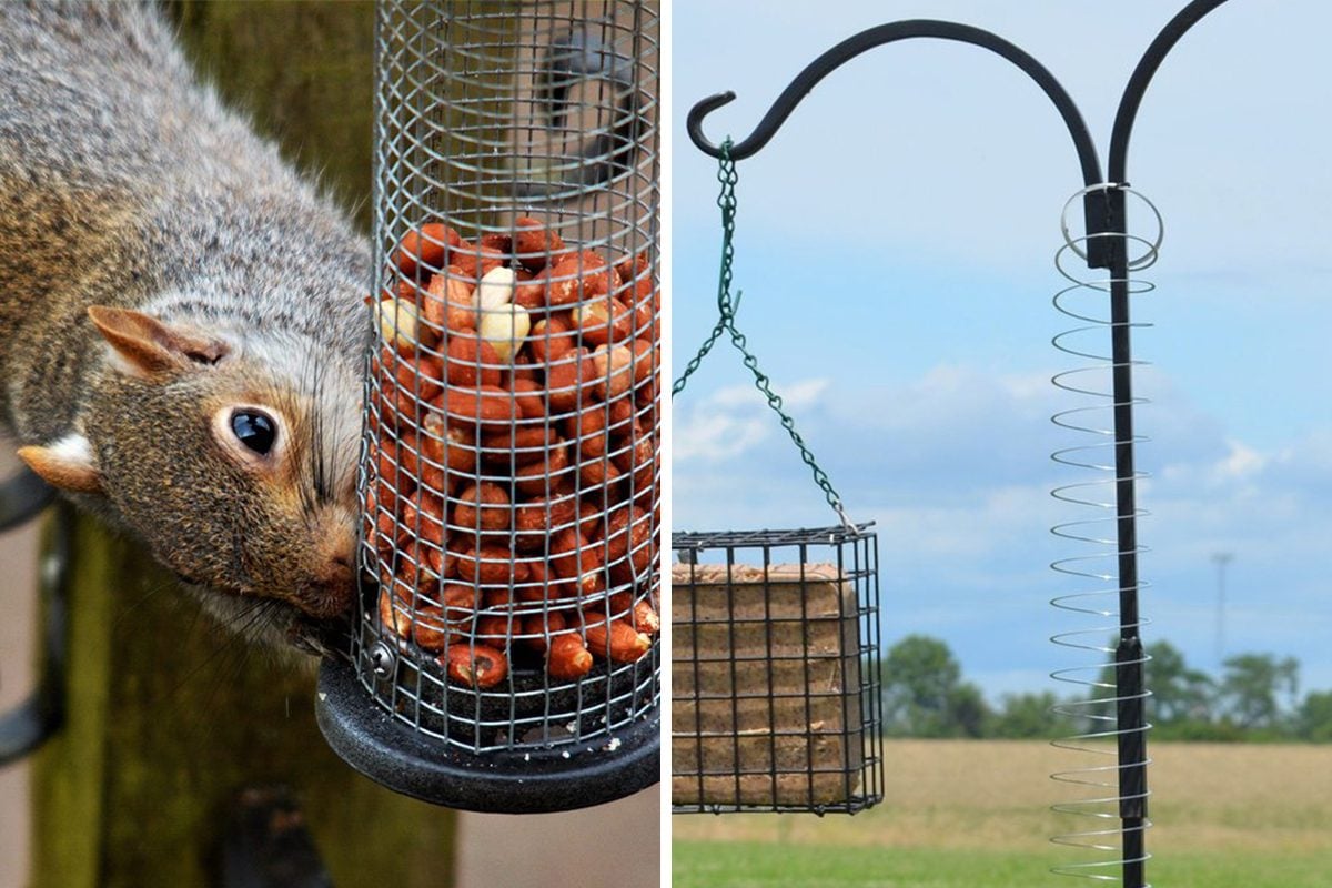 how to keep squirrels out of bird feeders​